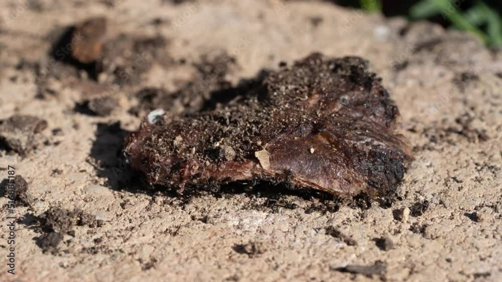 Professional Macro Timelapse Shot of European Black Ants (Lasius Niger) Professional Macro Timelapse Shot of European Black Ants (Lasius Niger)