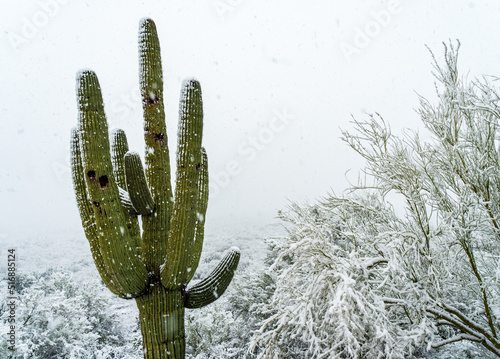 Large Saguaro in Snow