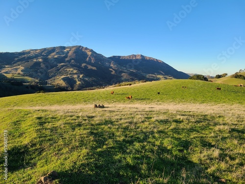 Cows graze on the green pastures below the summit of Mt Diablo