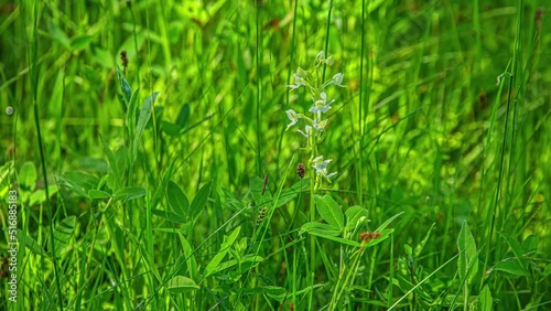 Shot over Platanthera bifolia, commonly known as butterfly-orchid, in full bloom over green grasslannds at daytime in timelapse. photo