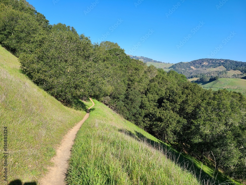 A narrow hiking trail through the woods and grasslands of Mt Diablo State Park, California