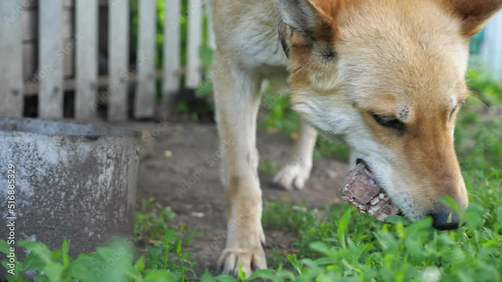 Dog eats bones on bright day. Shepherd tries to satisfy hunger against white rural fence and doghouse. Animal eats bones from pan closeup Dog eats bones on bright day. Shepherd tries to satisfy hunger against white rural fence and doghouse. Animal eats bones from pan closeup