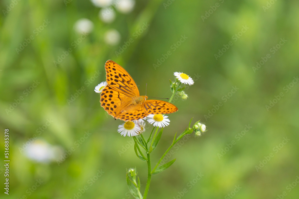 Obraz premium メスグロヒョウモン