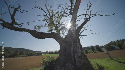 A thousand-year-old oak tree. Farm fields in the background. Slow-motion. Orbic shot. photo