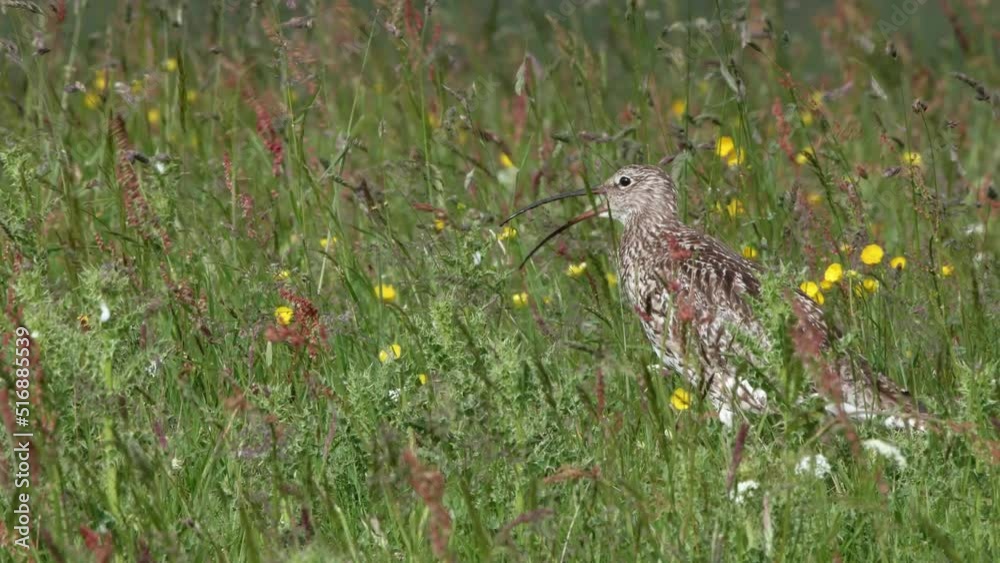 Eurasian curlew calling among wildflowers with wind blowing vegetation Eurasian curlew calling among wildflowers with wind blowing vegetation