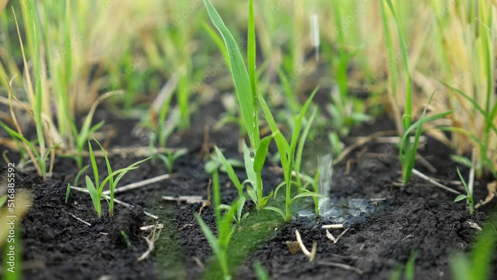 Anonymous pours and fertilizes wheat sprouts on field. Person tries to increase harvest and find bad yield unfavourable consequences closeup, slow motion Anonymous pours and fertilizes wheat sprouts on field. Person tries to increase harvest and find bad yield unfavourable consequences closeup, slow motion