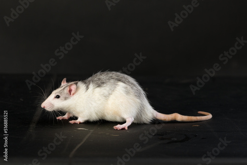 rat on a black background