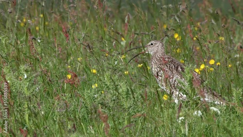 Eurasian curlew calling among wildflowers with wind blowing vegetation photo