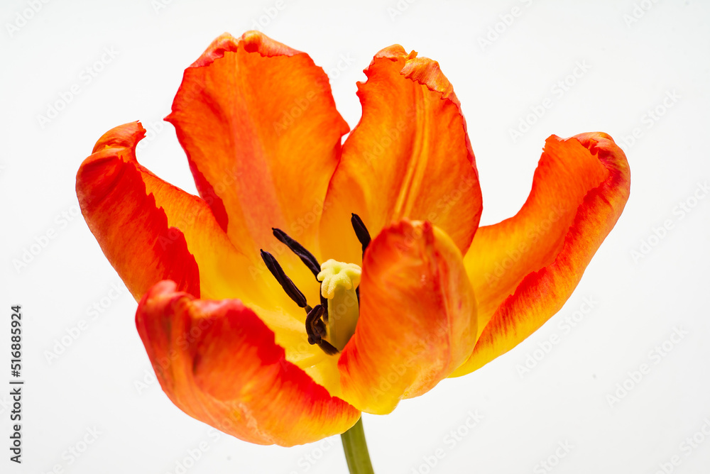 nice tulips in the vase