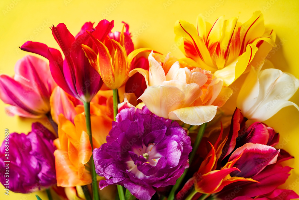 Obraz premium nice spring flowers - colorful tulips