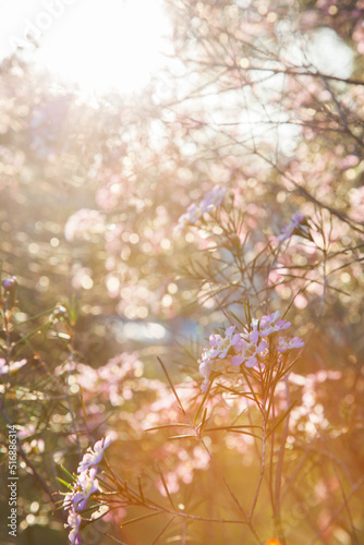 Small pink flowers on a geraldton wax bush in the sunlight photo