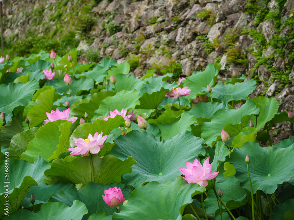 田丸城跡の堀に咲く大賀ハス Stock Photo | Adobe Stock