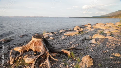 Summer landscape of Lake Baikal at dawn. Stump of an old tree for tourists to relax on the pebble beach of the Small Sea with clear water in the early sunny morning. Travel and hiking along the lake photo