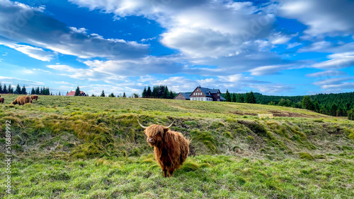 Highland Cattle in the Hamlet Jizerka, Jizera Mountains, Czech Republic