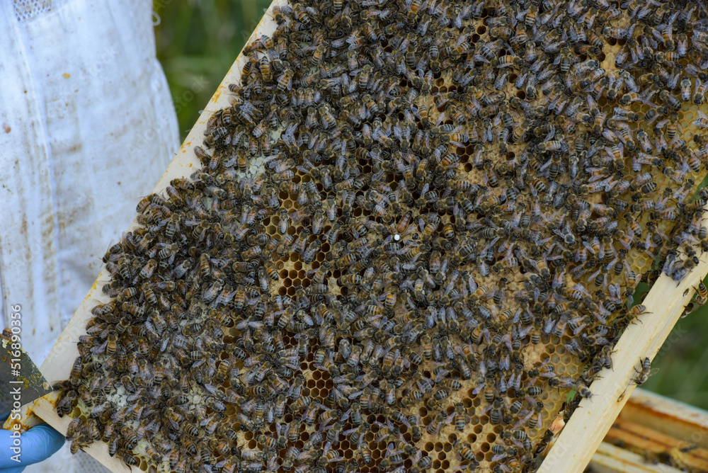 view of the frame of a beehive view of the frame of a beehive
