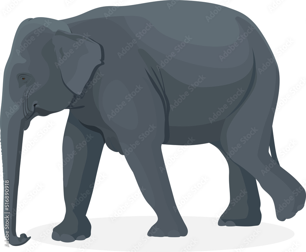 Elephant walking illustration, Big animals,