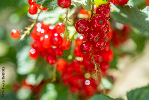 Ripe red currants with green leaves on a bush close-up as a background.