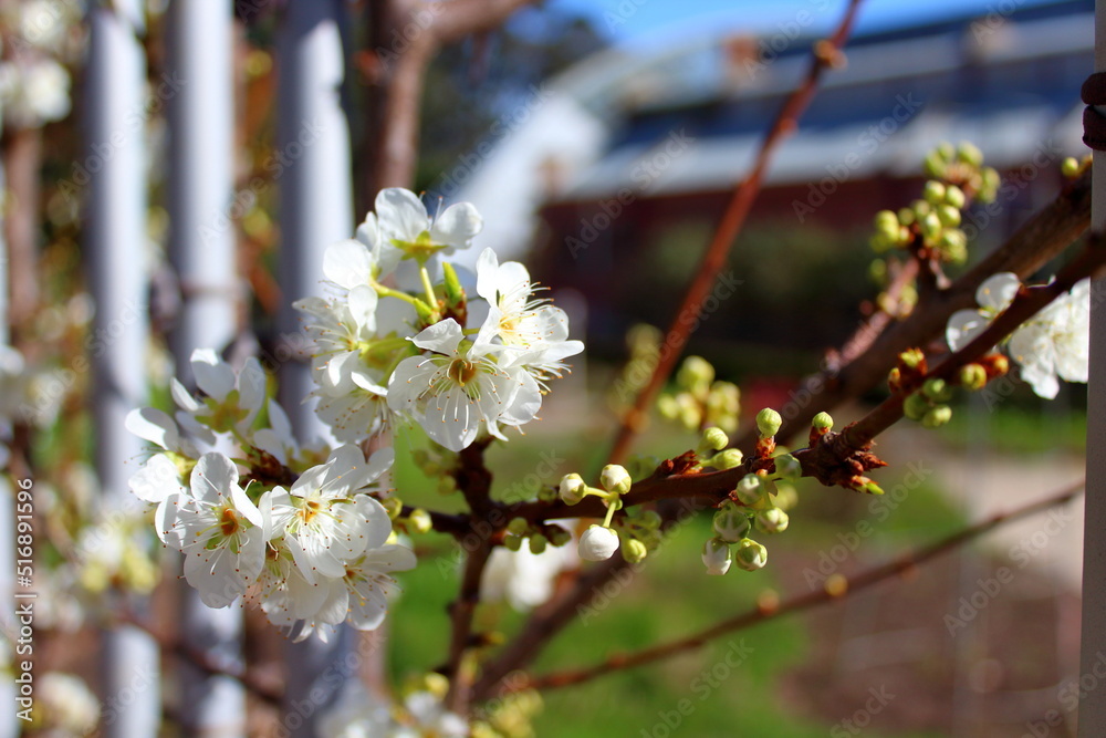 Obraz premium blossom in spring