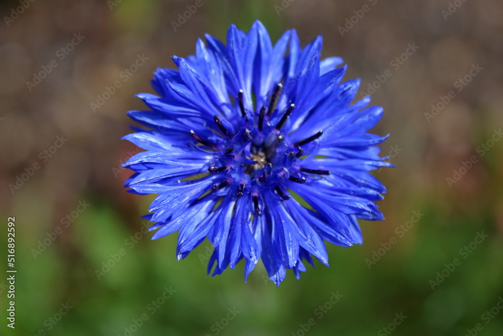Obraz premium blue flower 