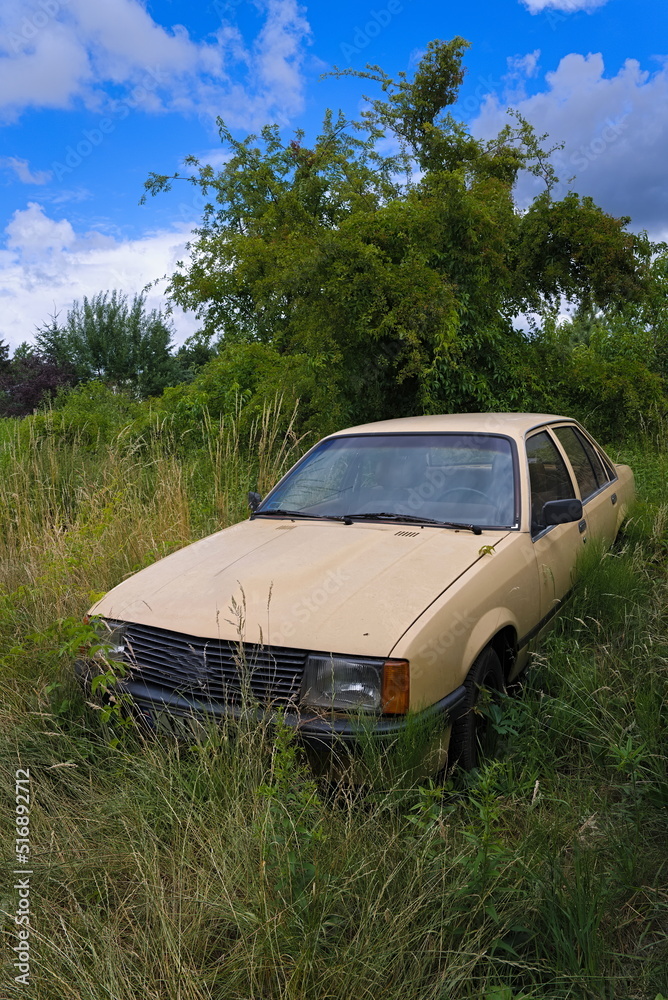 abandoned old car in high weeds