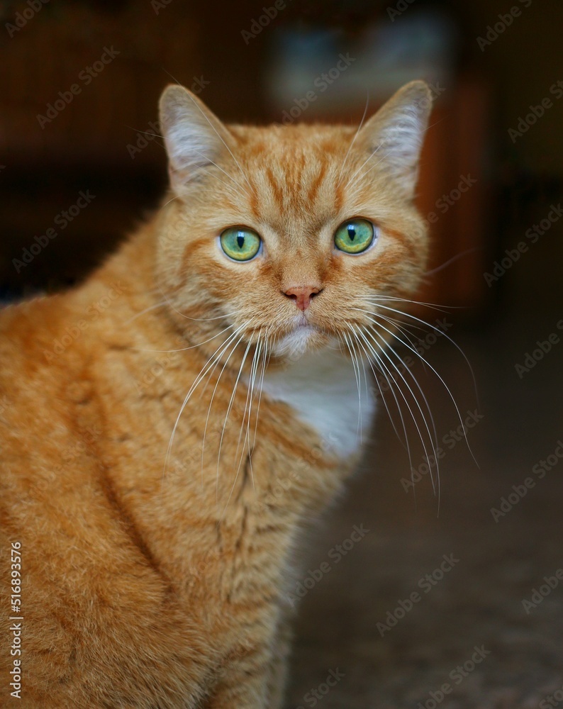 A striped ginger cat with green eyes and a long white mustache. The cat looks into the camera