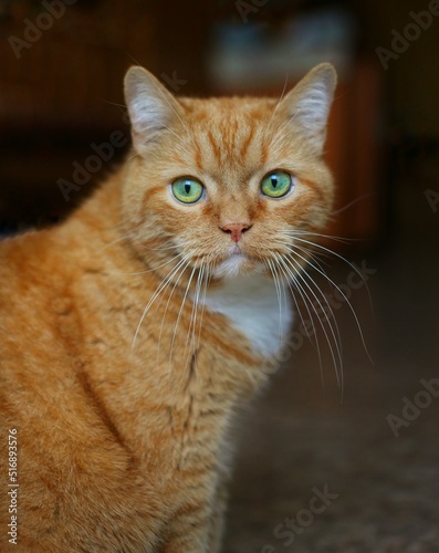 A striped ginger cat with green eyes and a long white mustache. The cat looks into the camera