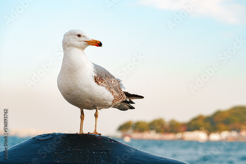 Papier peint Seagull bird standing on the seashore rock in Istanbul.