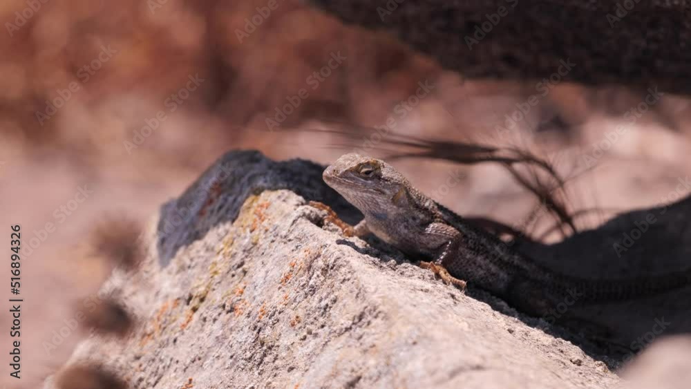 Western fence lizard (Sceloporus occidentalis) is a common North American lizard. Ladera ranch (California, USA) Western fence lizard (Sceloporus occidentalis) is a common North American lizard. Ladera ranch (California, USA)