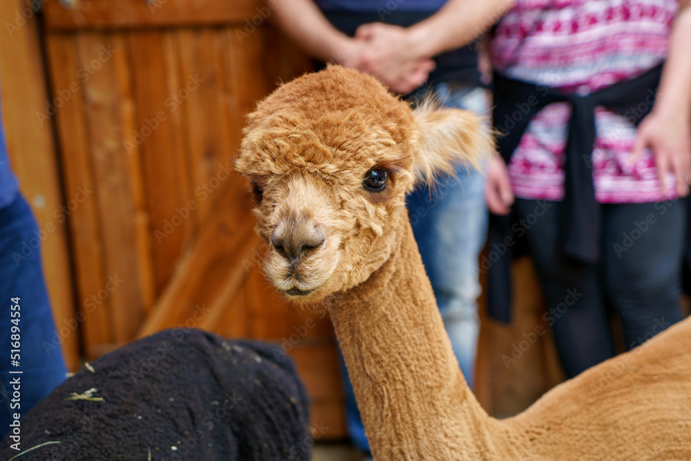 Obraz premium Cute alpaca llama in animal farm. Beautiful alpaca or llama in paddock cade. Animal portrait eating hay. Close up tender alpaca in llama farm or zoo. Furry lama feeding care concept