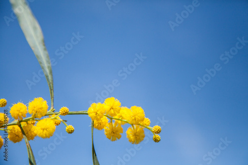 Golden wattle blossoms against blue sky photo