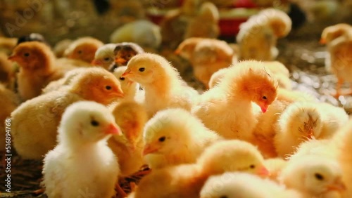 Close-up small yellow chicks Gallus day old poultry newborn in a farm sunshine photo