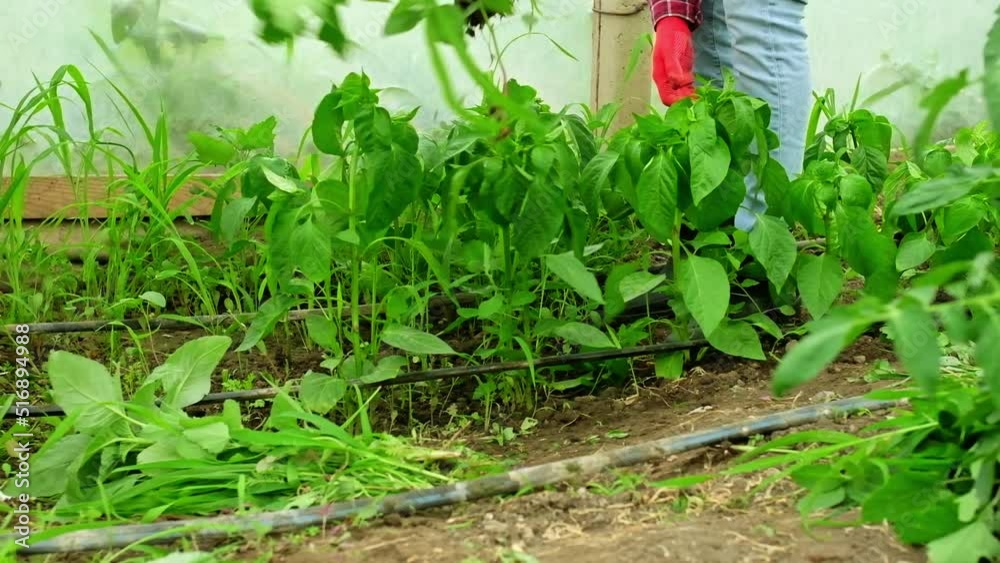 Slow motion gardener weeding in greenhouse hand in a gloves pulling out weeds Slow motion gardener weeding in greenhouse hand in a gloves pulling out weeds