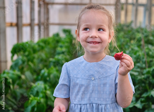 smiling toddler girl eats fresh picked strawberries in the backyard greenhouse