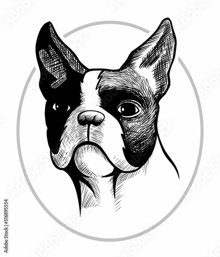 Realistic, hand drawing Boston terrier head, isolated on white background.