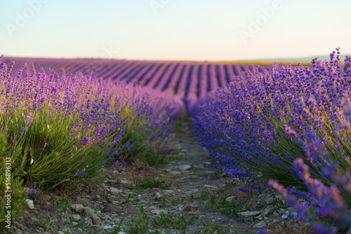 Close up of beautiful lavender flowers on a field during sunset