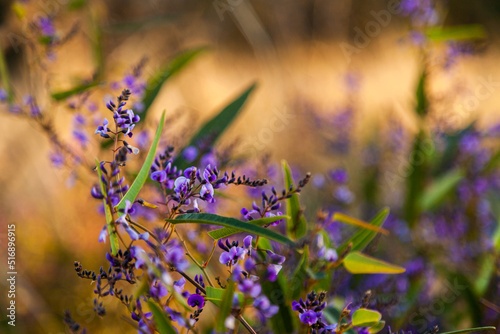 Purple coral-pea native lilac wildflower growing in the bush photo