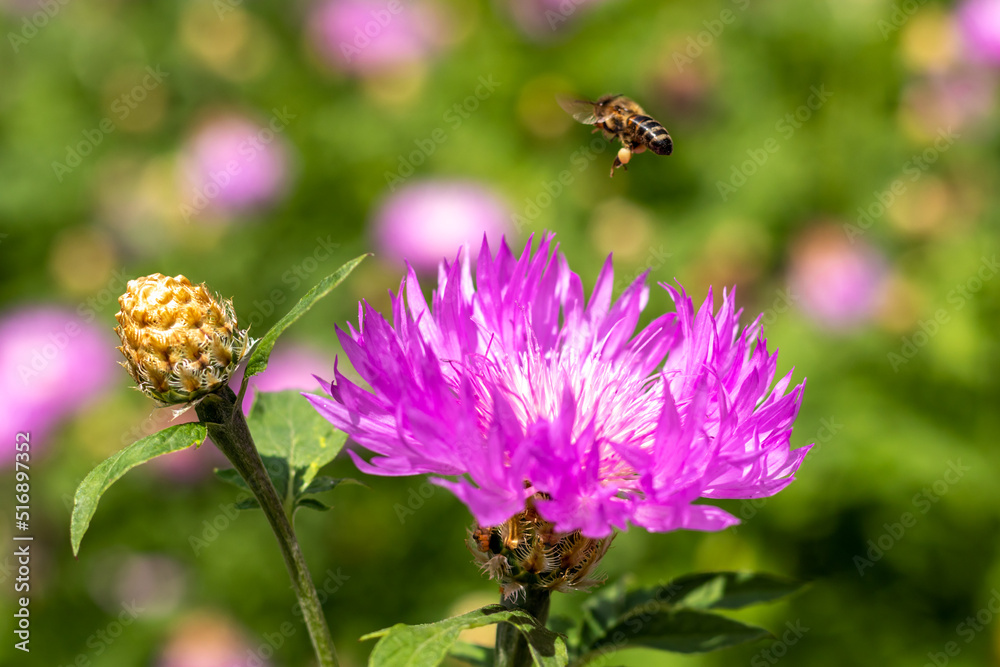 A bee flies over a purple-white cornflower with a bud. Close-up. Selective focus. A bee flies over a purple-white cornflower with a bud. Close-up. Selective focus.