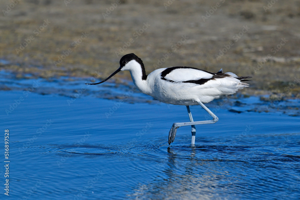 Pied avocet // Säbelschnäbler (Recurvirostra avosetta)