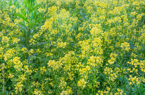 Flowering field of mustard and rapeseed. Mustard flowers bloomed in the garden in summer