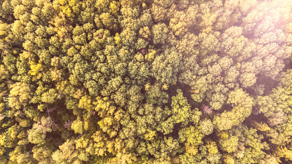 Deciduous forest from a height, background image of the forest, sun glare Deciduous forest from a height, background image of the forest, sun glare