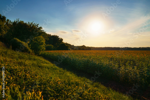 sunset in sunflower field and forest, beautiful landscape, nature in summer and bright sun