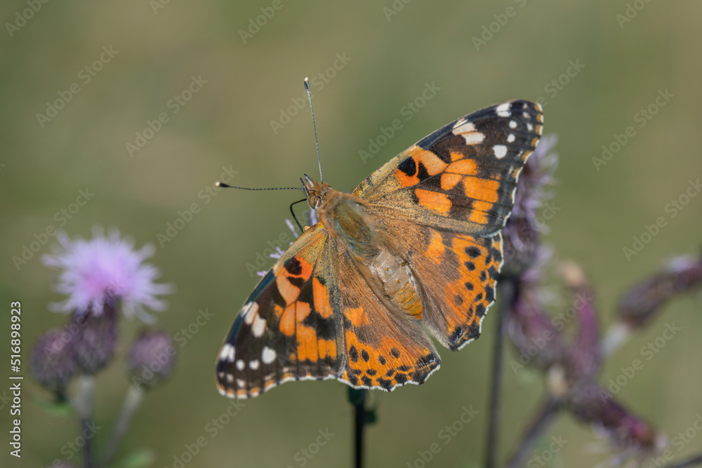 Newly hatched imago of a painted lady butterfly (Vanessa cardui). Rests of the pupa shell on it's back. Newly hatched imago of a painted lady butterfly (Vanessa cardui). Rests of the pupa shell on it's back.