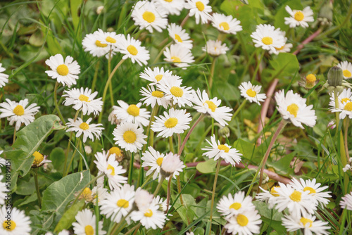 daisies in a summer meadow, flowers