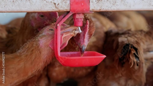 close up Free range backyard Chickens hens drinking water by nipple drinker photo