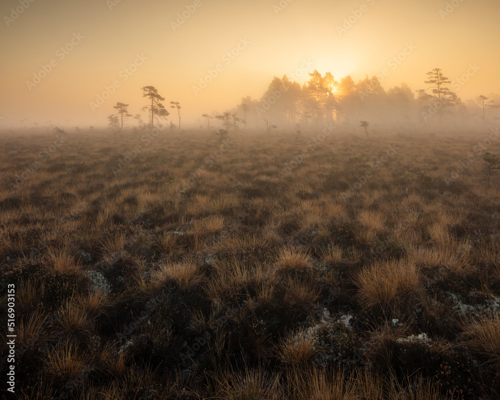 Trees in foggy marsh at sunset in Store Mosse National Park Sweden Trees in foggy marsh at sunset in Store Mosse National Park Sweden