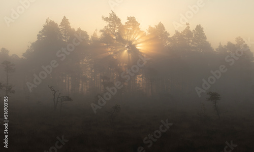 Trees in foggy marsh at sunset in Store Mosse National Park Sweden