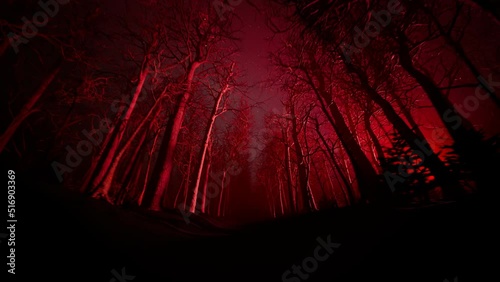 Forest alley in dense fog. Bare trees during winter. Dark red moody landscape.