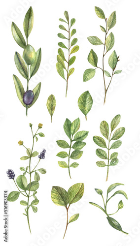 Field herbs and wild flowers watercolor illustration isolated on white background. Collection of hand drawn plants. Floral illustration.