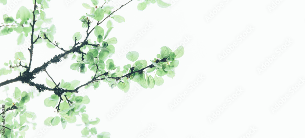 Lush green leaf, purity nature background. Green leaves on elm tree. Nature spring and summer banner. Plants against the blue sky concept. Trees branch isolated on white background. Lush green leaf, purity nature background. Green leaves on elm tree. Nature spring and summer banner. Plants against the blue sky concept. Trees branch isolated on white background.
