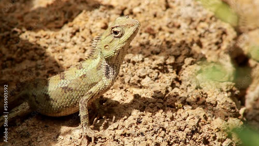 Common Indian Garden Lizard or Oriental garden lizard or Calotes versicolor. It Also known as eastern garden lizard, bloodsucker, changeable lizard (Calotes versicolor) is an agamid lizard. Common Indian Garden Lizard or Oriental garden lizard or Calotes versicolor. It Also known as eastern garden lizard, bloodsucker, changeable lizard (Calotes versicolor) is an agamid lizard.